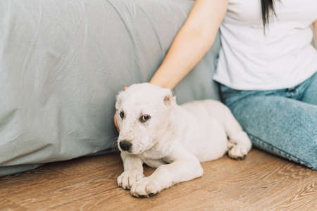 Girl petting a puppy lying on the floor