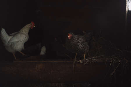 White and black chickens living in a chicken coopの写真素材