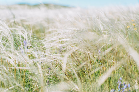 A field of feather grass sways in the wind close-upの写真素材