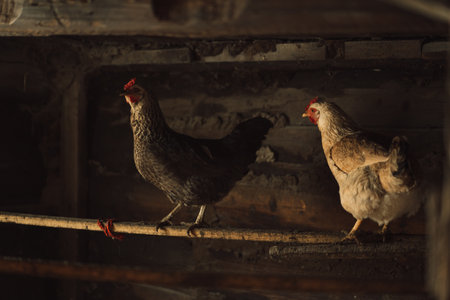 White and black chickens living in a chicken coopの写真素材