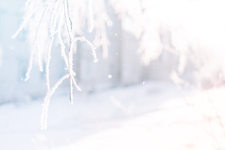 Outside tree in hoarfrost background against snowdriftsの写真素材