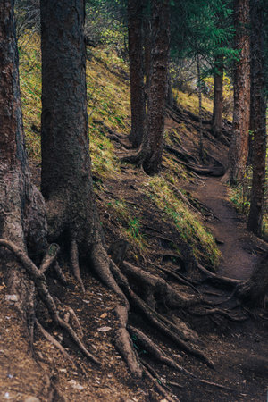 The roots of tall fir trees stick out of the groundの写真素材