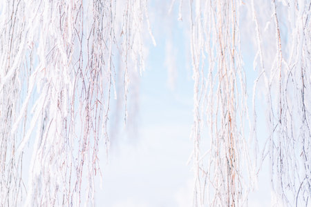 Outside tree in frost background against skyの写真素材