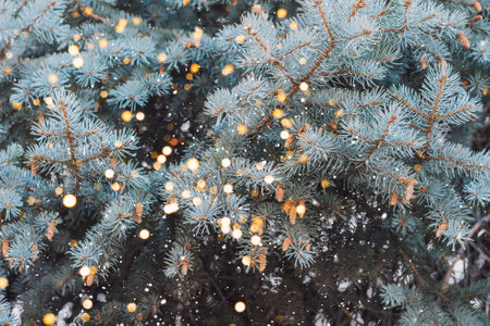 Outdoor picea pungens background with glittering lights from garlandsの写真素材