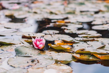 Autumn leaves and blooming lotus flowers in pond on the water surfaceの写真素材