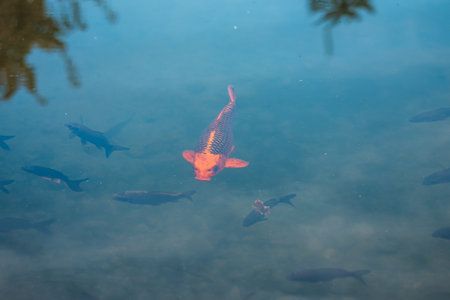 Red carp swims along the bottom of the pondの写真素材