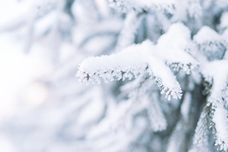 Outside Christmas tree in snow backgroundの写真素材