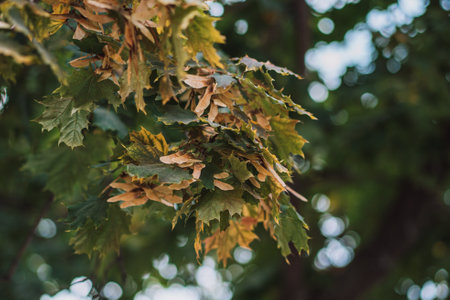 Canadian maple branches with leaves and seeds