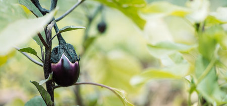 Growing organic eggplants in the garden. Variety of small eggplant close-up on bushの写真素材