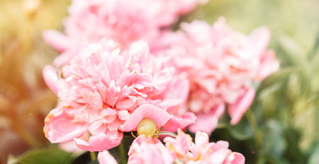 Floral background from a bush of purple peoniesの写真素材