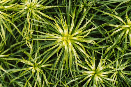 Bush blooming garden plant closeupの写真素材