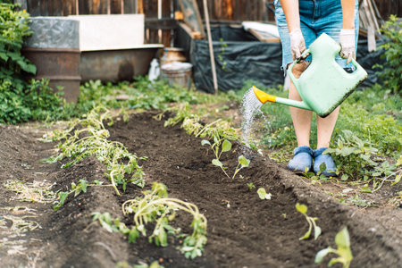 Woman watering young cabbage from a watering canの写真素材