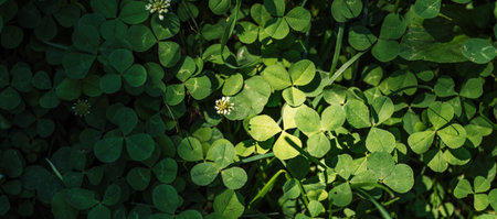 Background from a field of clover with white flowers