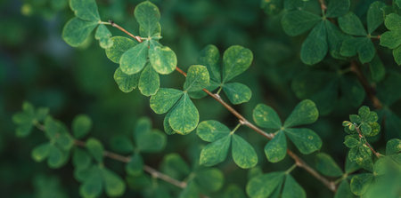 Shrub background with green leaves against blurred backgroundの写真素材