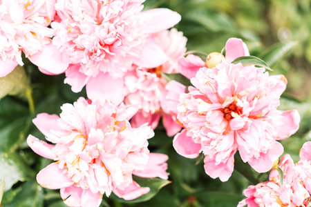 Floral background from a bush of purple peoniesの写真素材