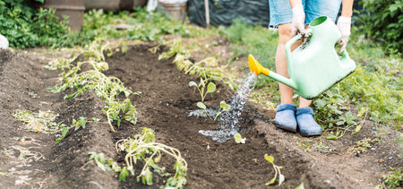 Woman watering young cabbage from a watering canの写真素材