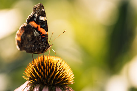 Beautiful butterfly eats pollen from a flower with pink petalsの写真素材