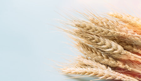 Golden ears of wheat on a blue backgroundの写真素材