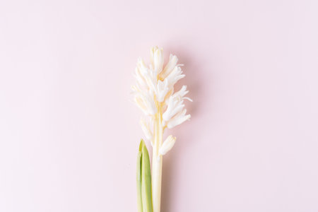 Blooming hyacinth on a pink backgroundの写真素材