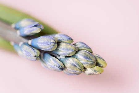 Blooming purple hyacinth a pink backgroundの写真素材