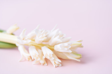 Blooming white hyacinth a pink backgroundの写真素材