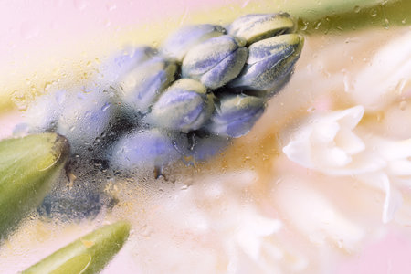 Blooming white and purple hyacinth a pink backgroundの写真素材