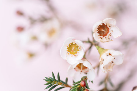 Blooming wax flower a pink backgroundの写真素材