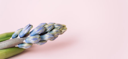 Blooming purple hyacinth a pink backgroundの写真素材