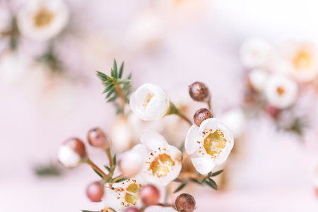 Blooming wax flower a pink backgroundの写真素材