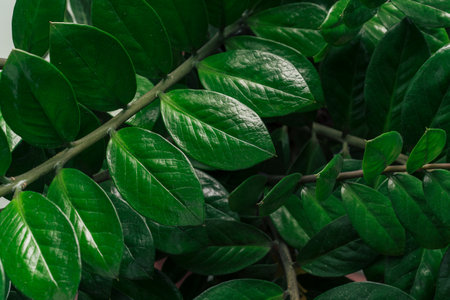 Background of branches with zamiokulkas leavesの写真素材