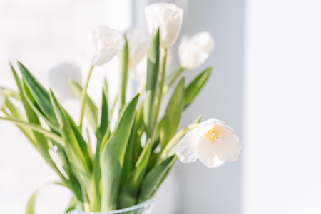Bouquet of white tulips in a glass vase on the windowの写真素材