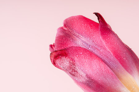 Pink tulip in water drops close-up against a pink backgroundの写真素材