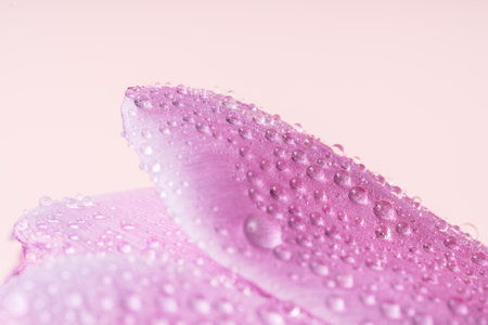 Purple petal background with water drops against pink backgroundの写真素材