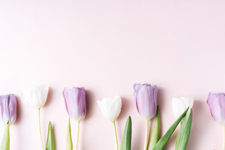 Bouquet of white and purple tulips on a pink backgroundの写真素材