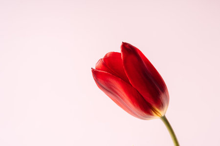 Red tulip close up on pink backgroundの写真素材