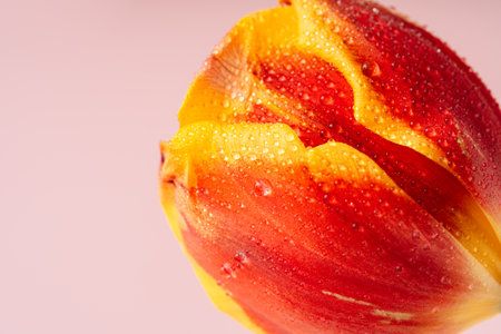 Red-yellow tulip in dew drops close-up against pink backgroundの写真素材
