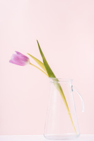 Purple tulip with water drops in glass decanter against pink backgroundの写真素材