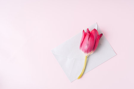 Red tulip and card on pink background