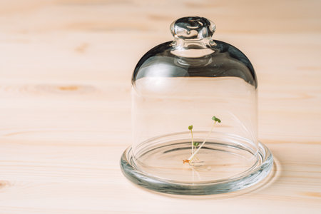 Young sprouts of microgreens in glass jar close-upの写真素材