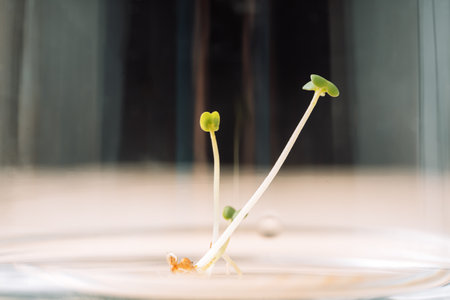 Young sprouts of microgreens in glass container close-upの写真素材