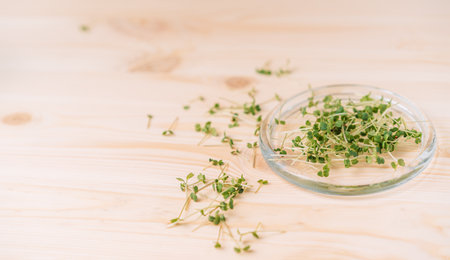Young sprouts of microgreens in a glass dish on wooden tableの写真素材