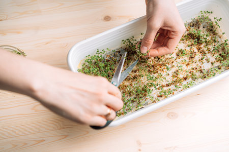 Lady cutting off young shoots of microgreens with scissorsの写真素材