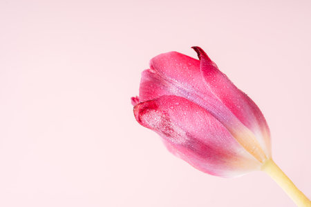 Pink tulip in water drops close-up against pink backgroundの写真素材