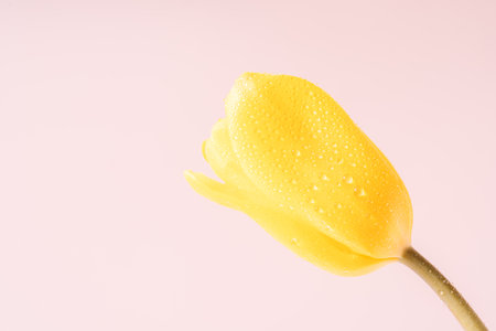 Yellow tulip in dew drops close-up against a pink backgroundの写真素材