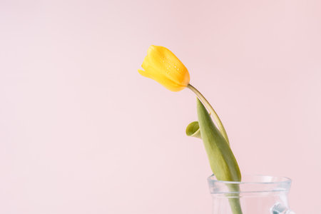 Yellow tulip in glass decanter close-up on pink backgroundの写真素材