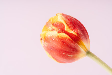 Red-yellow tulip in dew drops close-up against a pink backgroundの写真素材