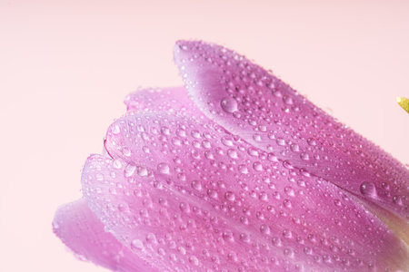 Purple tulip with water drops close-up against pink backgroundの写真素材