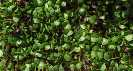 Background of microgreens from basil seedsの写真素材