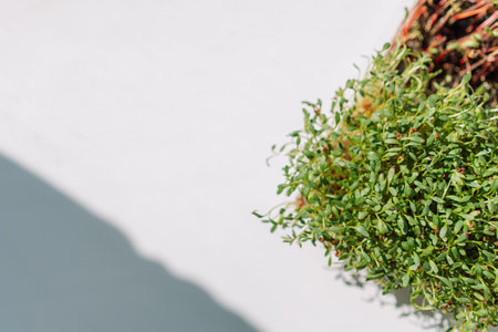 Microgreens in containers on a white windowsill in the sunの写真素材