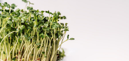 Shoots of microgreens close-up against white background in the sunの写真素材